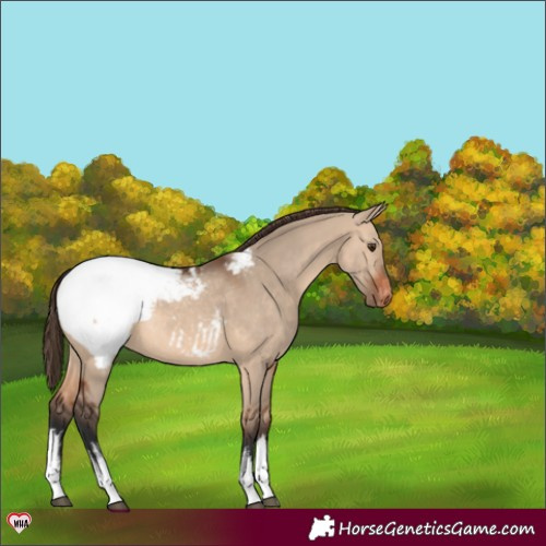 Horse Color:White Spotted Bay Dun Appaloosa 