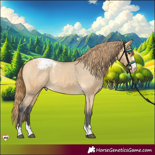 Horse Color:Buckskin Dun Appaloosa 