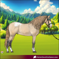 Horse Color:Buckskin Dun Appaloosa 