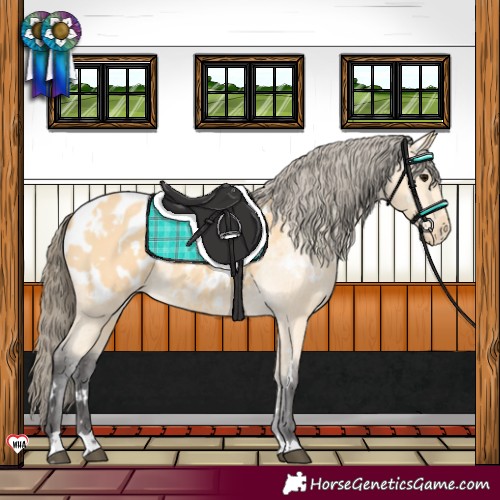 Horse Color:White Spotted Buckskin Blanket 