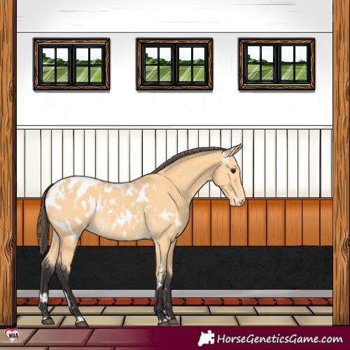 Horse Color:White Spotted Buckskin Appaloosa 