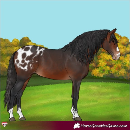 Horse Color:Bay Appaloosa 
