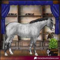 Horse Color:Blue Roan Sabino Splash and Blue Roan Sabino Splash