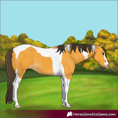 Horse Color:Buckskin Tobiano 