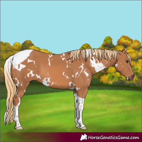 Horse Color:White Spotted Chestnut Tobiano 
