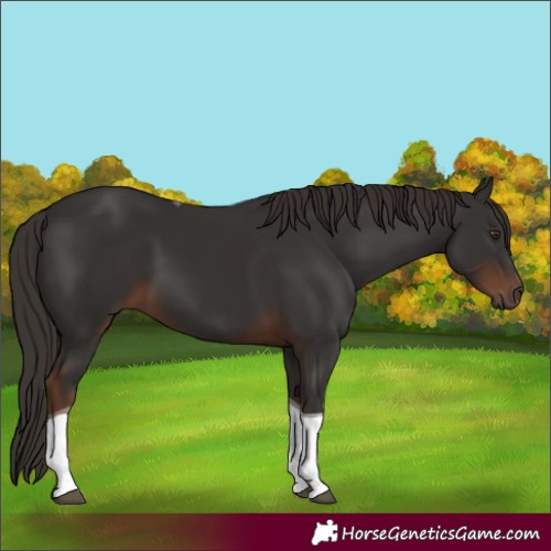 Horse Color:Liver Chestnut Tobiano 