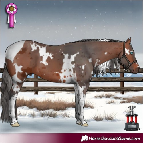 Horse Color:White Spotted Bay Merle Tobiano 