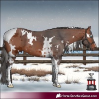 Horse Color:White Spotted Bay Merle Tobiano