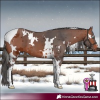 Horse Color:White Spotted Bay Merle Tobiano 
