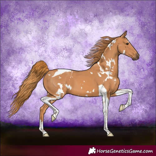 Horse Color:White Spotted Chestnut Tobiano 