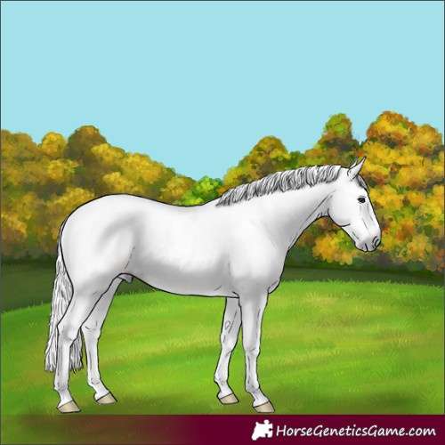 Horse Color:Gray Chestnut Splash
