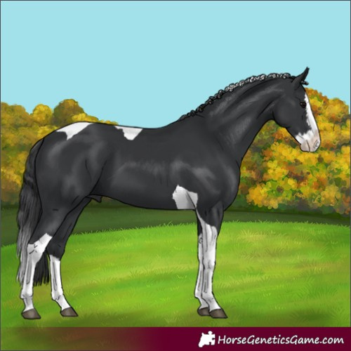 Horse Color:Black Splash Tobiano 