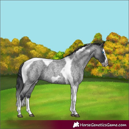 Horse Color:Blue Roan Splash Tobiano Frame