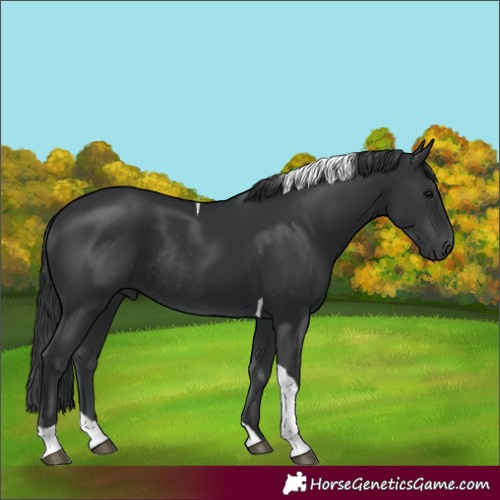 Horse Color:Black Tobiano Rabicano 