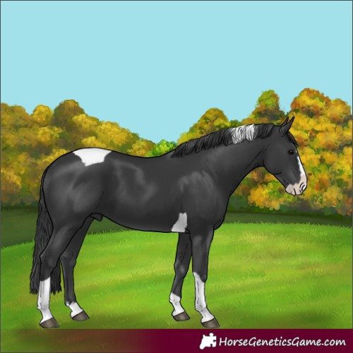 Horse Color:Black Splash Tobiano