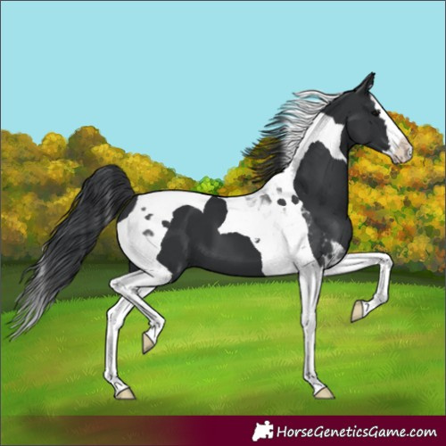 Horse Color:Black Splash Tobiano 