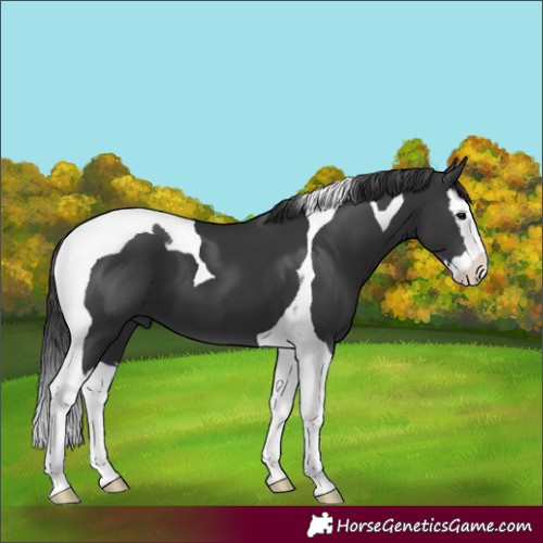 Horse Color:Black Splash Tobiano 