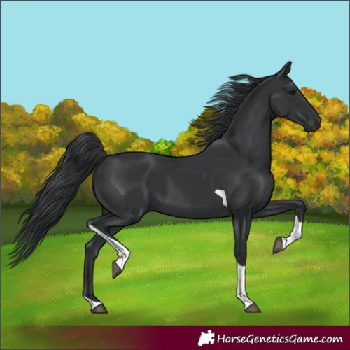 Horse Color:Black Tobiano Rabicano