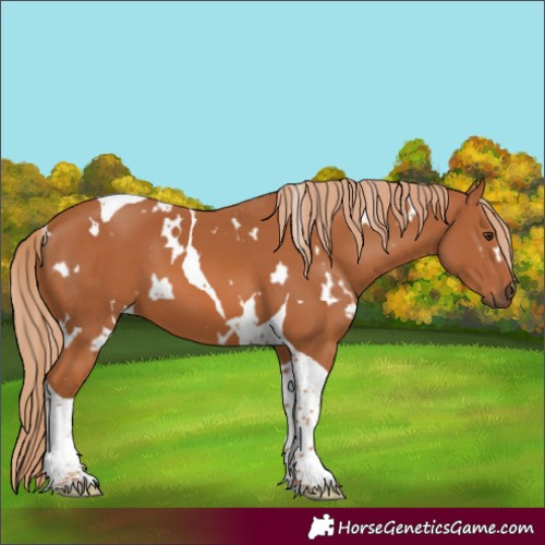 Horse Color:White Spotted Chestnut Tobiano