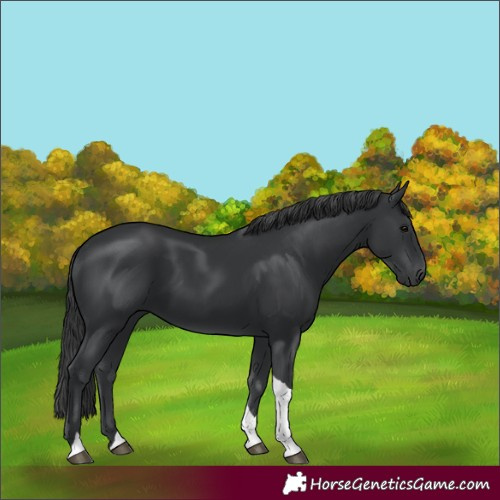Horse Color:Black Tobiano Rabicano