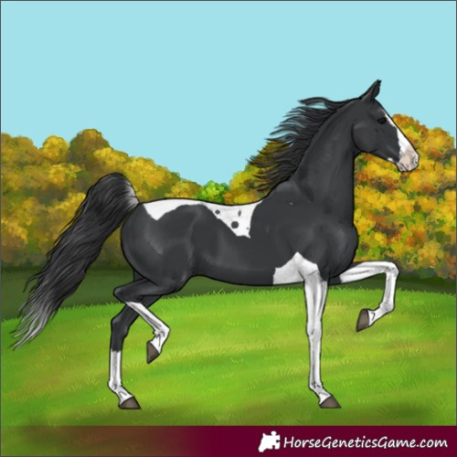 Horse Color:Black Splash Tobiano 