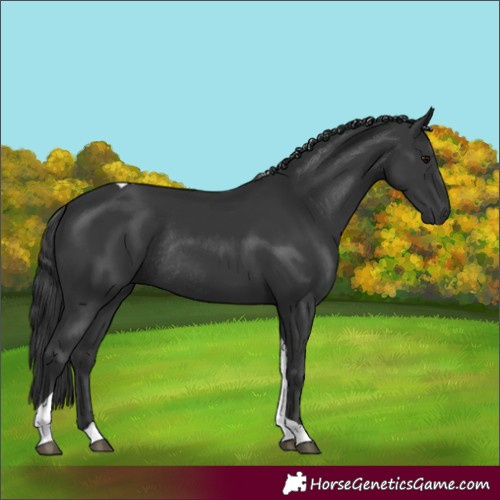 Horse Color:Black Tobiano Rabicano 