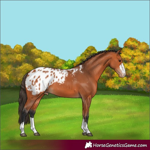 Horse Color:Bay Appaloosa