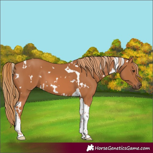 Horse Color:White Spotted Chestnut Tobiano 