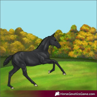 Horse Color:Black 