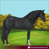Horse Color:Black 