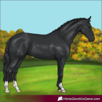 Horse Color:Black 