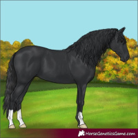 Horse Color:Black 