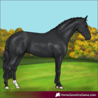Horse Color:Black 