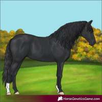 Horse Color:Black 