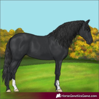 Horse Color:Black 