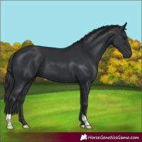 Horse Color:Black 