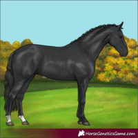 Horse Color:Black 