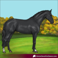 Horse Color:Black 