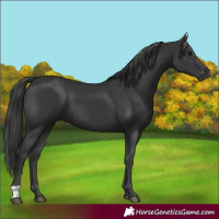 Horse Color:Black 