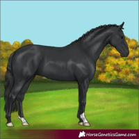 Horse Color:Black 