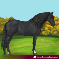 Horse Color:Black 