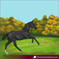 Horse Color:Black 