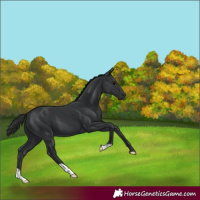 Horse Color:Black 