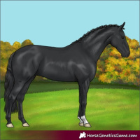 Horse Color:Black 