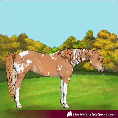 Horse Color:White Spotted Chestnut Tobiano 