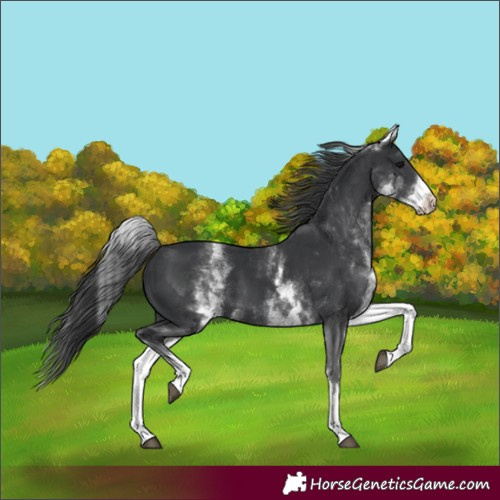 Horse Color:Unknown 