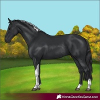 Horse Color:Black Tobiano Rabicano