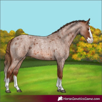 Horse Color:Red Roan Splash 