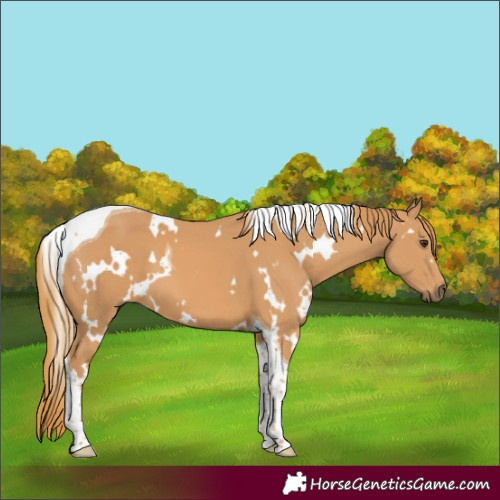 Horse Color:White Spotted Chestnut Tobiano 