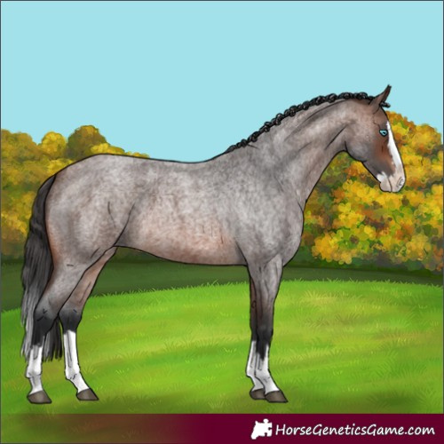 Horse Color:Brown Roan Splash 